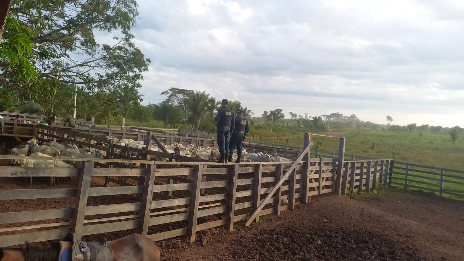 PM de Monte Alegre recupera 32 bovinos furtados